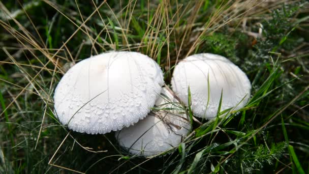 Eetbare witte paddestoelen groeien in de weide — Stockvideo