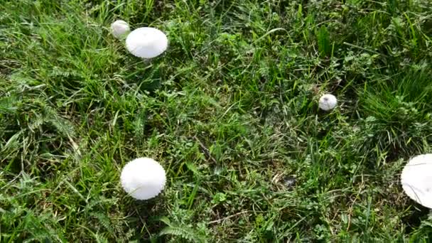 Champignons blancs comestibles poussant dans la prairie — Video