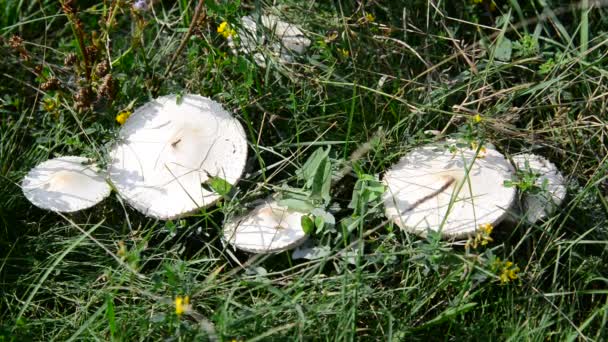 Edible mushrooms growing in meadow — Stock Video