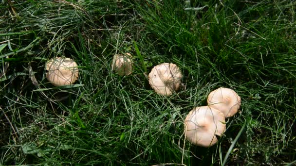 Champignons du miel poussant dans la prairie — Video