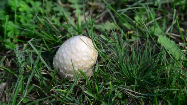 Mushrooms growing in meadow — Stock Video