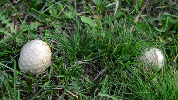 Paddestoelen groeien in de weide — Stockvideo