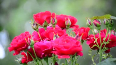 Çok güzel kırmızı Gül Bush