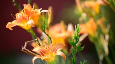 Arka ışık karşı güzel turuncu lily