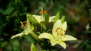 Sarı varietal büyük lily flowerbed içinde