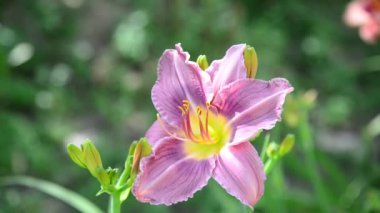 Hafif mor daylily bahçe