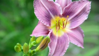 Güzel ışık mor daylily bahçe