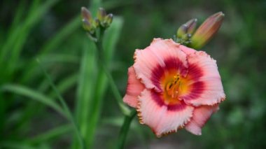 Pembe varietal Hemerocallis arka ışık karşı