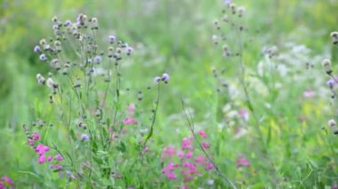 Güzel çayır kır çiçekleri, Rusya ile parçası