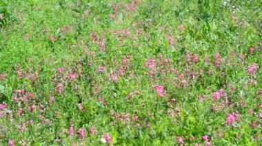 Güzel çayır kır çiçekleri, Rusya ile parçası