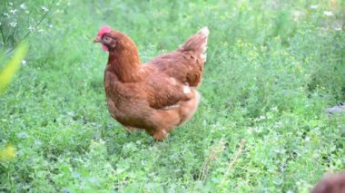 Çimenlerin üzerinde yürüyüş güzel safkan tavuk
