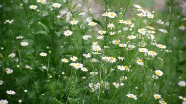 Hafif esintiyle sallanan papatya alan