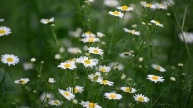 Hafif esintiyle sallanan papatya