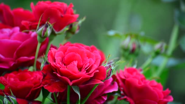 Rosas vermelhas muito bonitas em arbusto — Vídeo de Stock