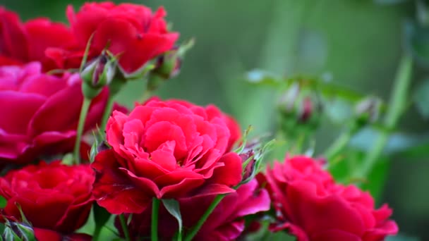 Дуже красиві яскраво-червоні троянди на кущі — стокове відео
