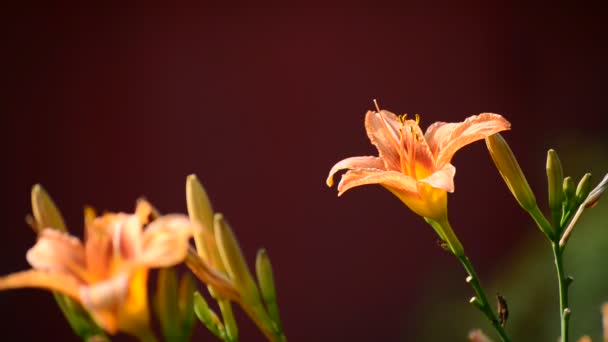 Vacker orange Hemerocallis mot bakgrundsbelysning — Stockvideo