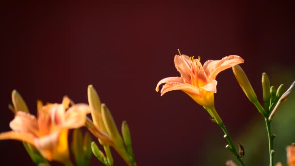 Vacker orange Hemerocallis mot bakgrundsbelysning — Stockvideo