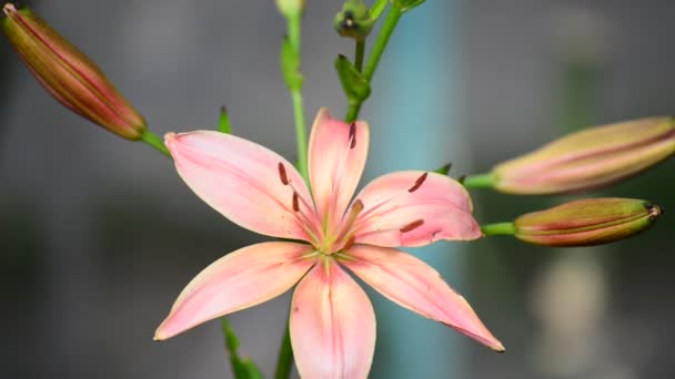 Ροζ Hemerocallis με κόντρα φως — Αρχείο Βίντεο