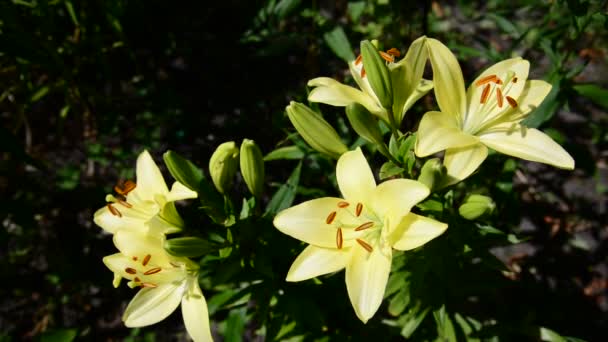 Gele rassen grote lelie in flowerbed — Stockvideo