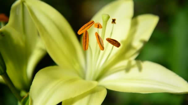 Yellow varietal large lily in flowerbed close up — Stock Video