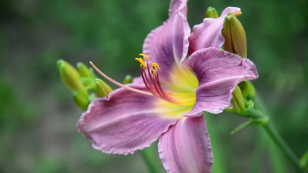 Hermosa luz púrpura daylily en jardín — Vídeo de stock