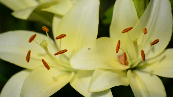 Gula sorter stora lily närbild — Stockvideo