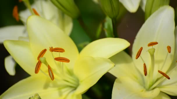 Gula sorter stora lily närbild — Stockvideo