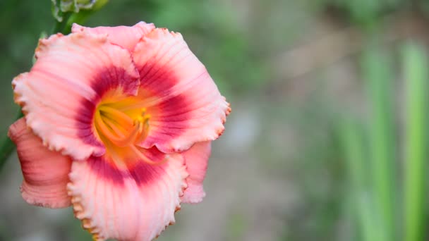 Pembe varietal Hemerocallis arka ışık karşı — Stok video