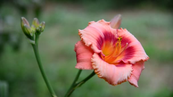 Varietal rosa Hemerocallis contra contraluz — Vídeo de stock