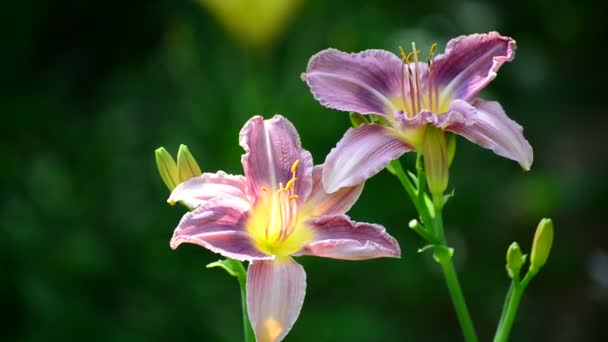 Dvě lila denivka v zahradě — Stock video