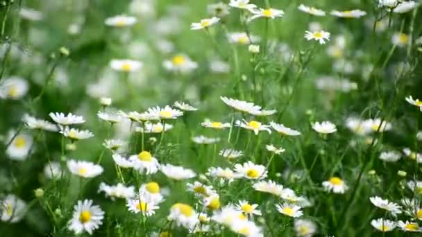 Many daisies swaying in wind — Stock Video