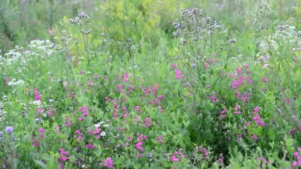 Frammento di bellissimo prato con fiori selvatici, Russia — Video Stock