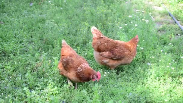 Belles poulets pur-sang marchant sur l'herbe — Video