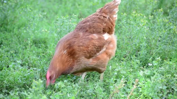 Beautiful thoroughbred chickens walking on grass — Stock Video
