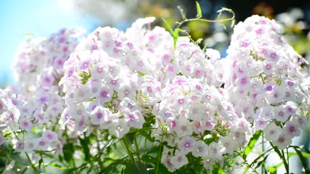 Mooie witte rassen phlox close-up — Stockvideo