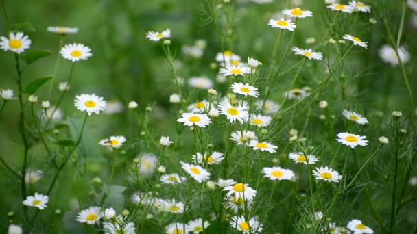 Chamomile swaying in light breeze — Stock Video