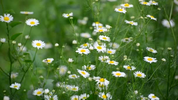 Chamomile swaying in light breeze