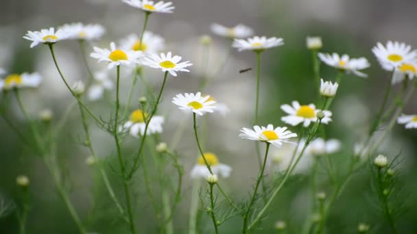 Camomille balançant dans la brise légère 
