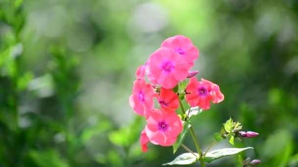 Güzel parlak pembe varietal phlox yakın çekim — Stok video