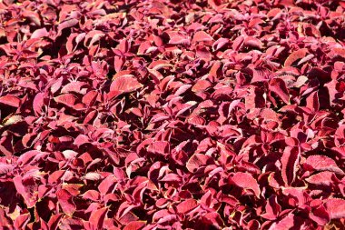 Büyük flowerbed kırmızı coleus