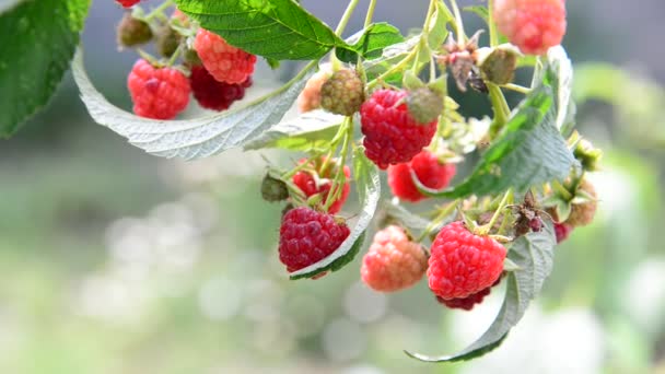 大量的成熟树莓在树枝上 — 图库视频影像