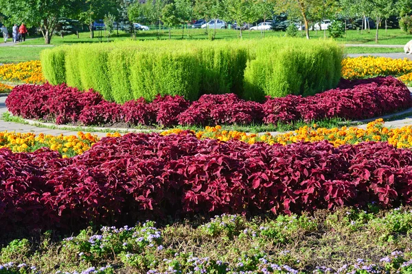 Gran macizo de flores con coleus — Foto de Stock