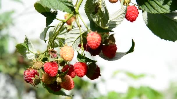 Reife Himbeeren auf dem Zweig — Stockvideo