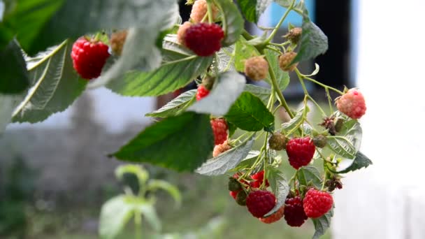 A lot of ripe raspberries on the branch — Stock Video