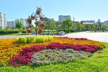 Moskova, Rusya - Eylül 01.2016. Zelenograd, Rusya'nın Moskova yatakta çiçek