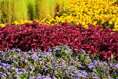 farklı marigolds ve coleus flowerbed