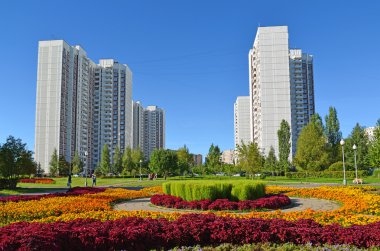 Moskova, Rusya - Eylül 01.2016. Zelenograd, Rusya'nın Moskova büyük çiçek yatakta