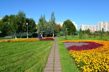 Moskova, Rusya - Eylül 01.2016. Zelenograd, Rusya'nın Moskova büyük çiçek yatakta