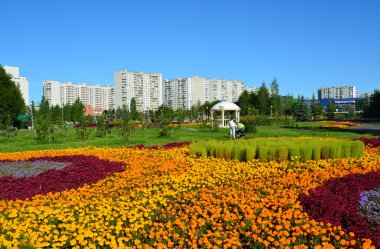 Moskova, Rusya - Eylül 01.2016. Zelenograd, Rusya'nın Moskova büyük çiçek yatakta