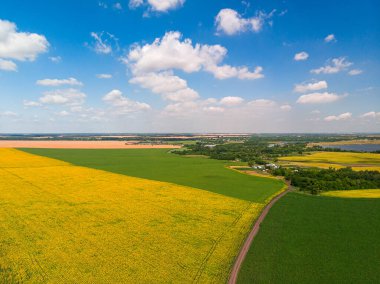 Rusya 'daki mısır ve ayçiçeği tarlalarının en üst görüntüsü